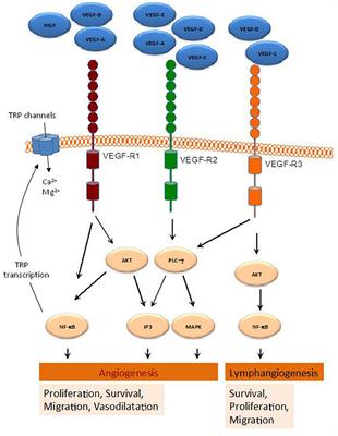 TRP Channels in Angiogenesis and Other Endothelial Functions